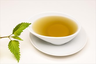 Nettle Tea (Urtica dioica)