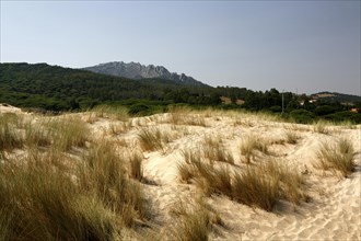 European marram grass or beachgrass (Ammophila arenaria) on drifting dune