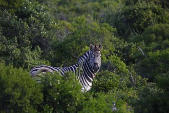 Plains Zebra (Equus quagga burchelli) standing in bushes