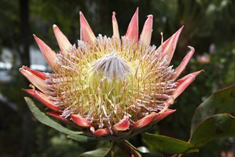 King protea (Protea cynaroides)