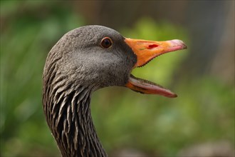 Quacking Greylag Goose (Anser anser)