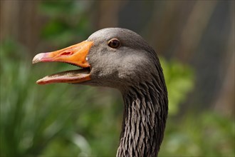 Quacking Greylag Goose (Anser anser)