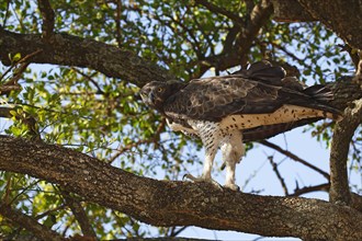 Martial eagle (Polemaetus bellicosus) camouflaged in tree