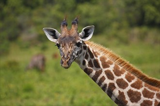Maasai giraffe (Giraffa camelopardalis)