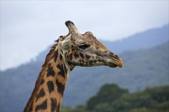 Maasai giraffe (Giraffa camelopardalis)