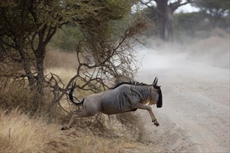 Wildebeest (Connochaetes sp.) jumping across track
