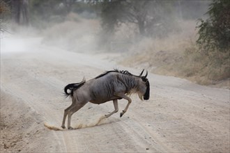 Wildebeest (Connochaetes sp.) jumping across track
