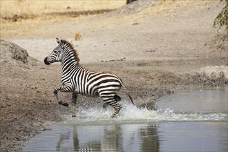 Young Plains Zebra (Equus quagga) running out of the water