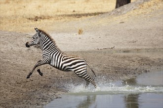 Young Plains Zebra (Equus quagga) leaping out of the water