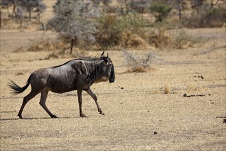 Running wildebeest (Connochaetes sp.)