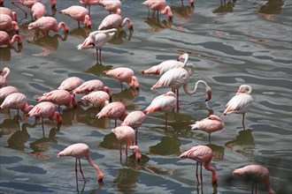 Lesser flamingos (Phoeniconaias minor) and pink flamingos (Phoenicopterus roseus)
