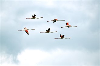 Pink flamingos in flight (Phoenicopterus roseus)