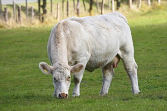 Charolais cow (Bos primigenius taurus) grazing in a pasture