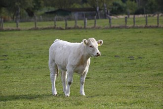 Charolais calf (Bos primigenius taurus) on a pasture