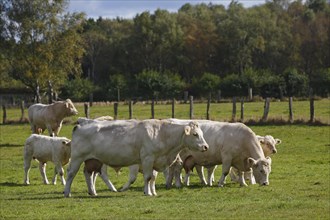 Herd of Charolais cattle (Bos primigenius roperus)