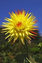 Cactus dahlia (Dahlia)