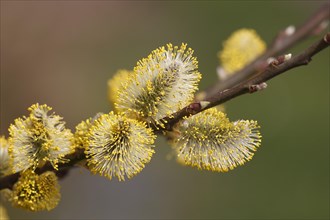 Yellow flowering Goat willow (Salix caprea) with male flowers