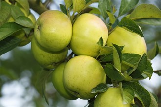 Apples at Apple tree (Malus domestica)