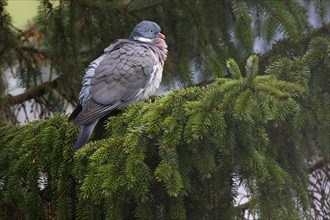 Common wood pigeon (Columba palumbus) sits in a spruce