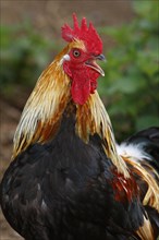 Domestic cock (Gallus gallus domesticus)