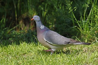 Common wood pigeon (Columba palumbus) runs on grass