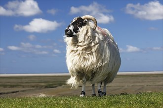 Domestic long-haired ram (Ovis gmelini aries) stands on dike against blue cloudy sky