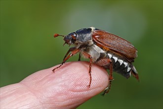 May beetle (Melolontha melolontha) sits on finger