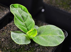 Germinated tobacco plant (Nicotiana tabaccum)