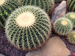 Golden barrel cactus (Echinocactus grusonii)