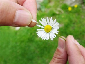 Common daisies (Bellis perennis) with hands
