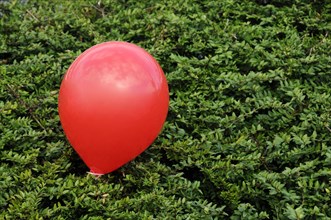 Red balloon in green hedge