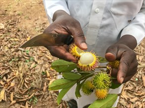 Lychee (Litchi chinensis) cut with a knife in the hands of a farm worker