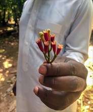 Fresh cloves (Syzygium aromaticum) in the hand of a farm worker