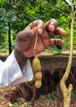 Sheet of Tamarind (Tamarindus indica) in the hand of an African farm worker