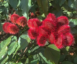 Achiote (Bixa orellana) with red fruits