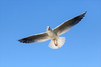 Black-headed gull (Chroicocephalus ridibundus) in flight