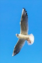 Black-headed gull (Chroicocephalus ridibundus) in flight