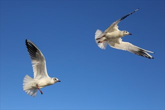 Black-headed gulls (Chroicocephalus ridibundus) in flight