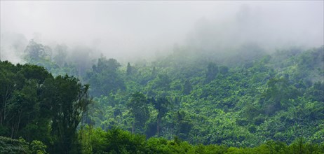 Dense fog in rain forest