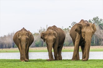 Family of Asian elephants or Indian elephants (Elephas maximus)