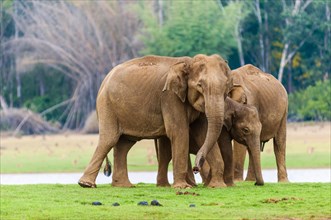 Family of Asian elephants or Indian elephants (Elephas maximus)