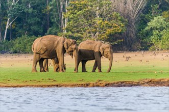 Asian elephants or Indian elephants (Elephas maximus) at the shore