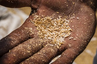 Indian holding threshed rice grains