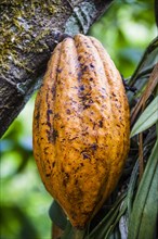 Yellow cocoa pod (Theobroma cacao) growing in spice garden