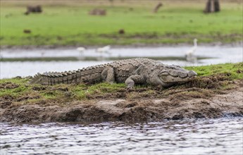 Marsh Crocodile (Crocodylus palustris)