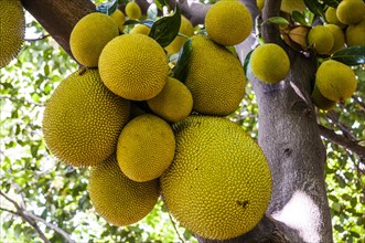 Jackfruit (Artocarpus heterophyllus) with lots of yellow fruit hanging on tree