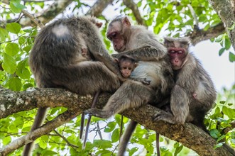 Rhesus macaques (Macaca mulatta) sitting on branch