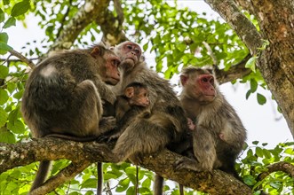 Rhesus macaques (Macaca mulatta) sitting huddled on tree branch