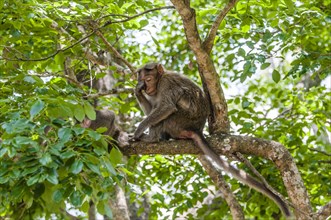 Rhesus macaque (Macaca mulatta) sitting on branch