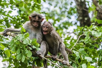 Rhesus macaques (Macaca mulatta) sitting on branch